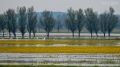 064_Biebrza - kwiecien 2011
